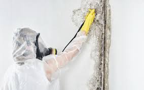 Best Commercial Mold Inspection in USA